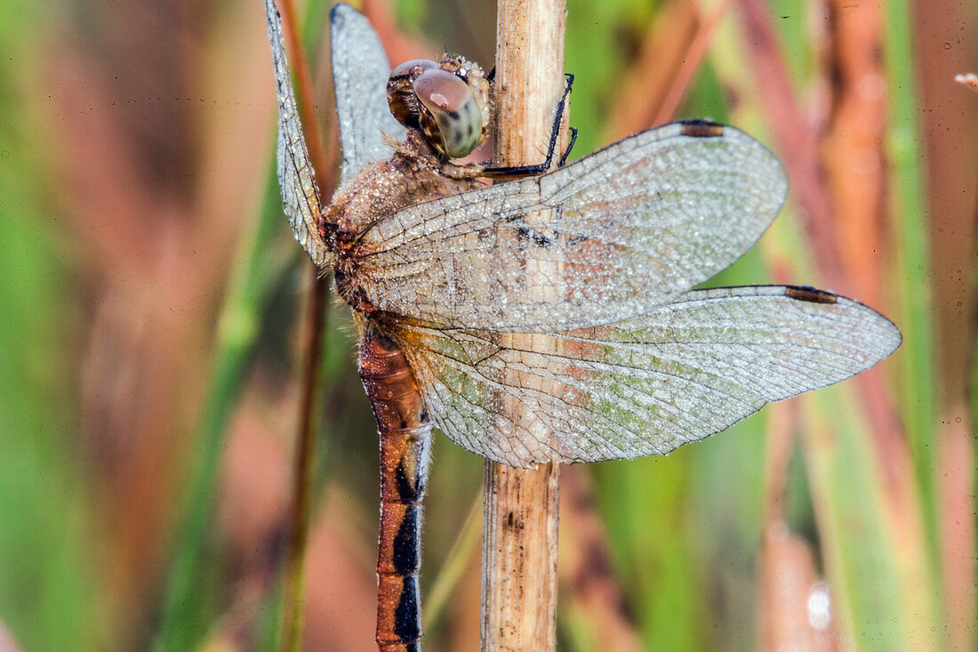 Meadowhawk Dragonfly