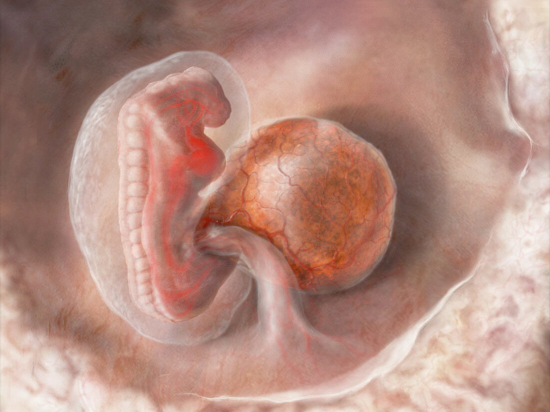 Embryo and Yolk Sac