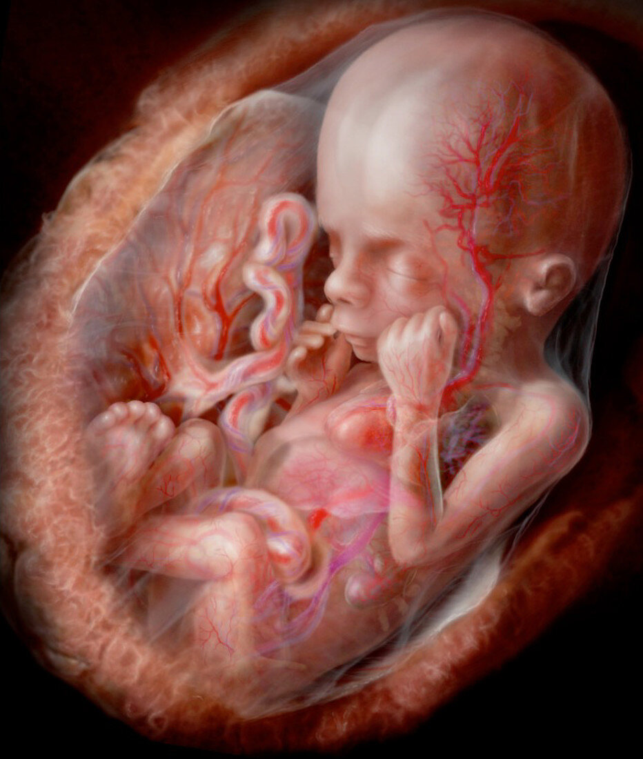 Fetus, Week 24