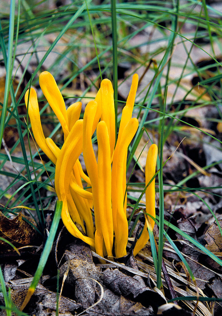 Spindle-shaped yellow coral fungus