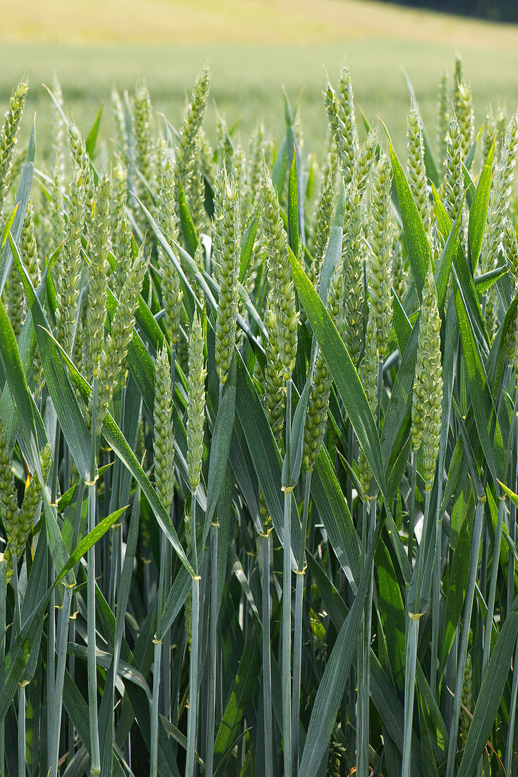 Wheat flowering ear