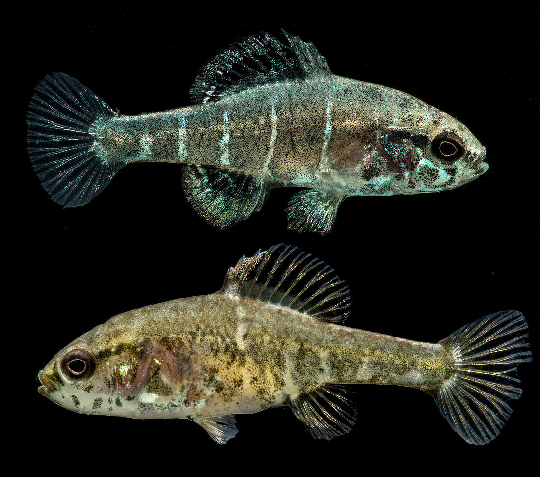 Critically Endangered Spring Pygmy Sunfish