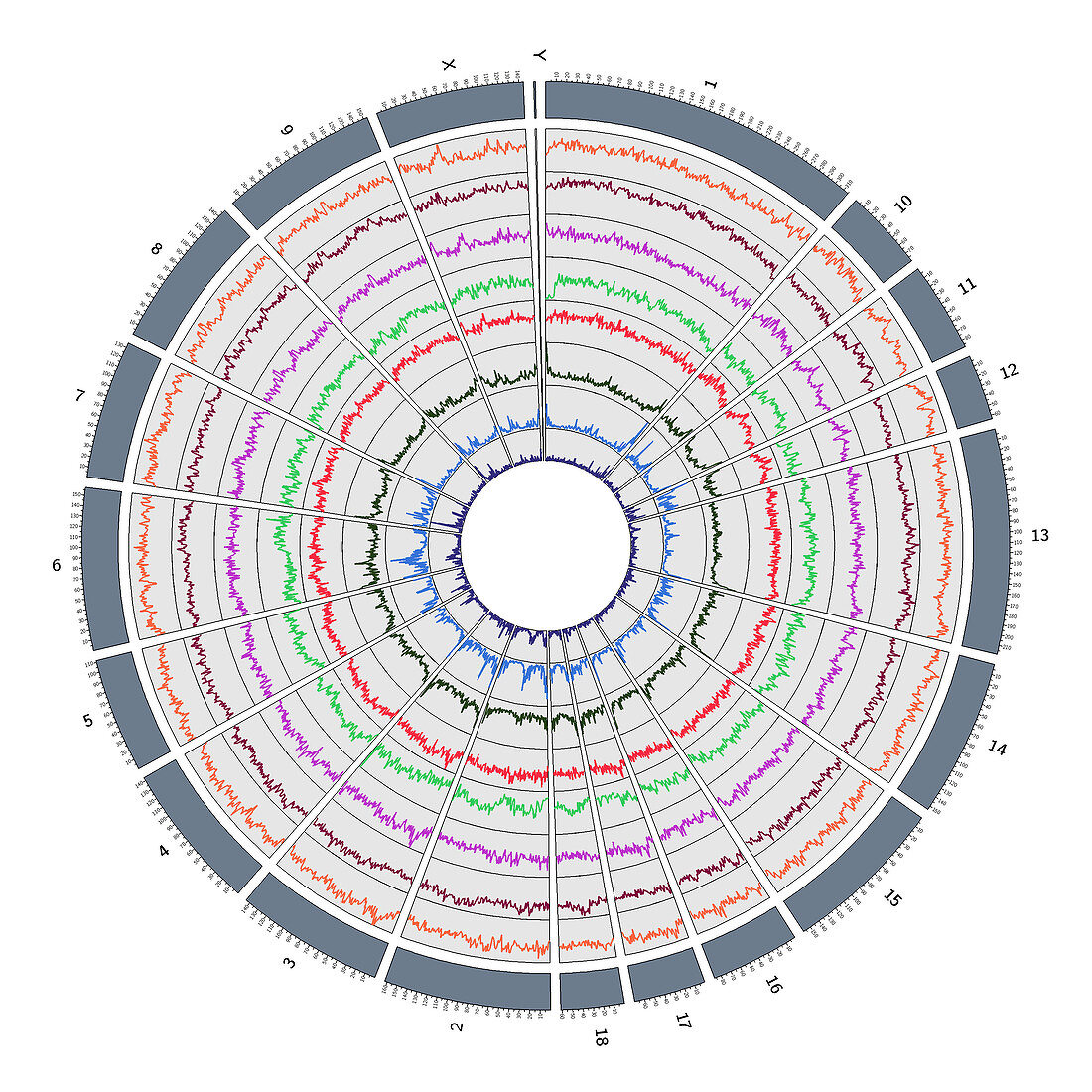 Circos, Circular Genome Map, Pig