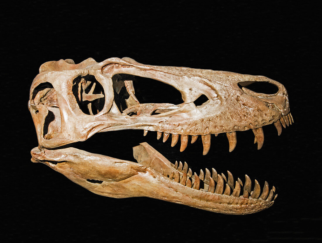 Skull of a young Tyrannosaurus Rex