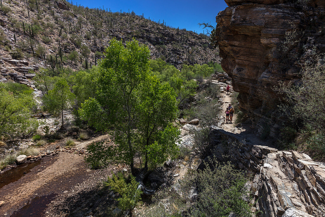 Sabino Canyon Oasis