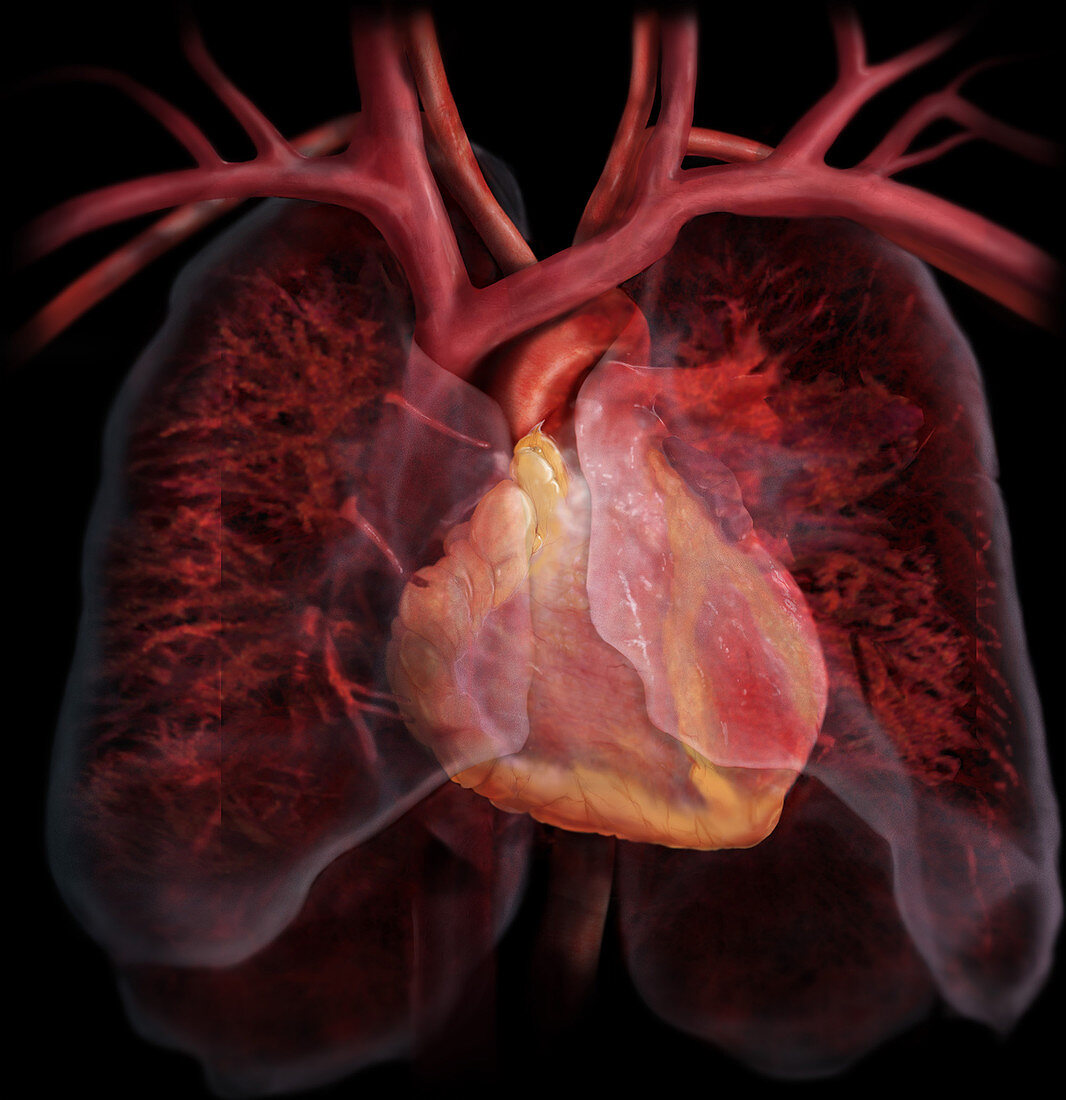 Heart and Pulmonary Circulatory System