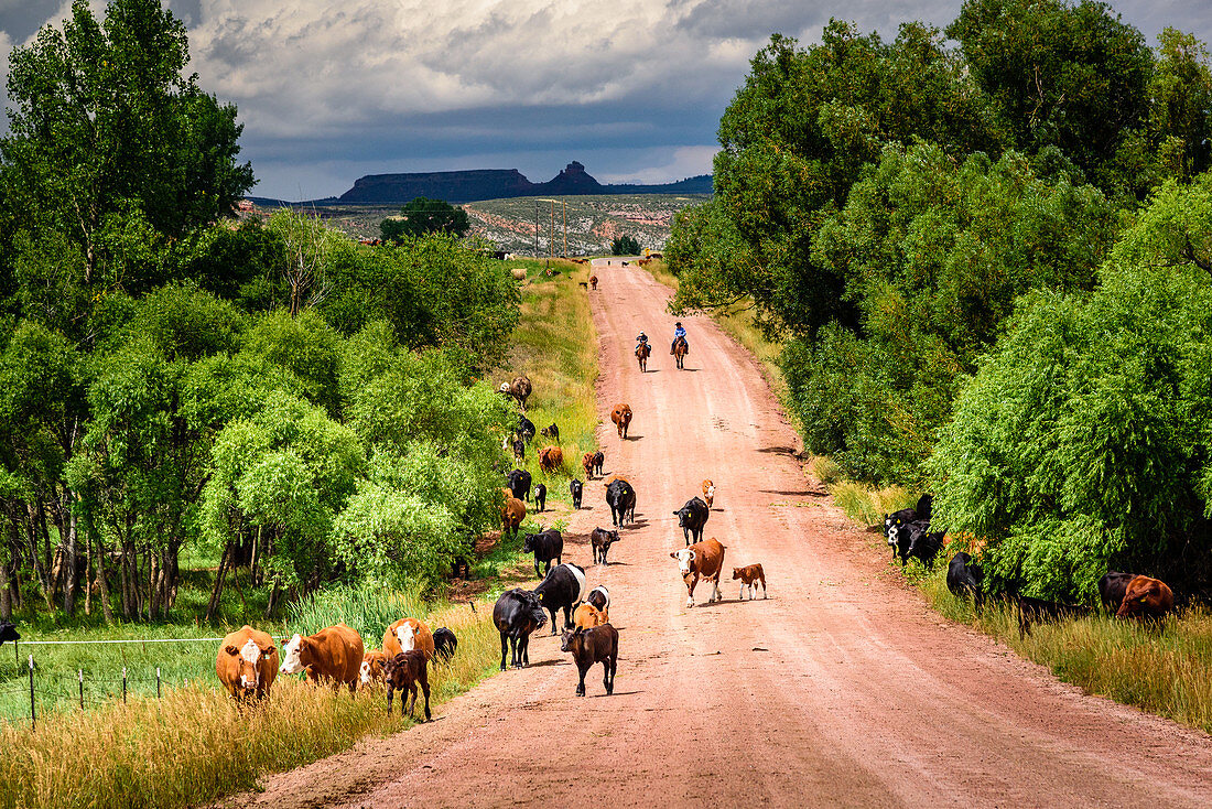 Modern Day Colorado Cattle Drive