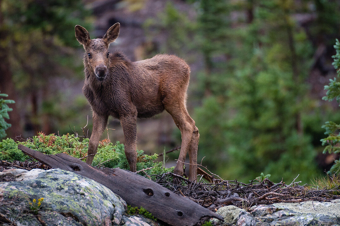 A baby moose (Alces alces) pause to listen for predators