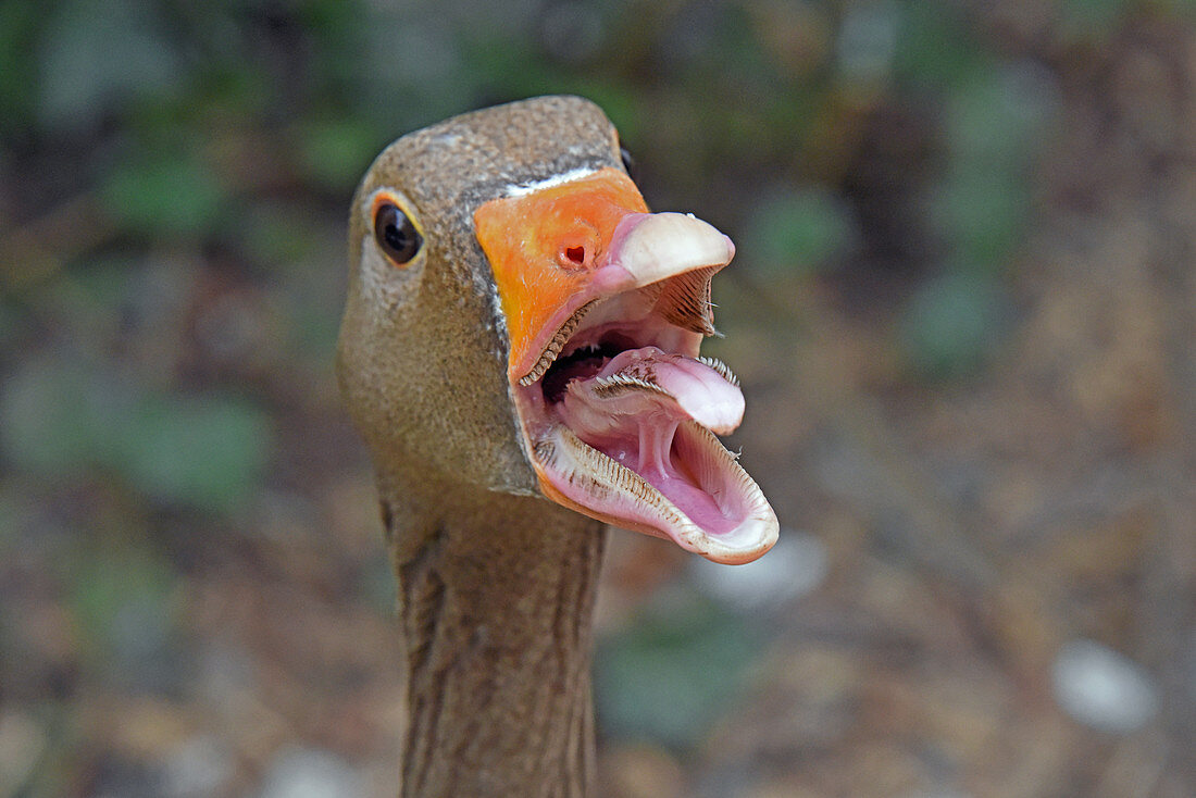 Close-up of a Greylag Goose