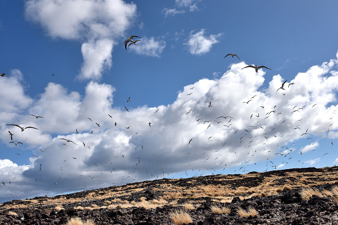 Sooty Terns on Ascension Island