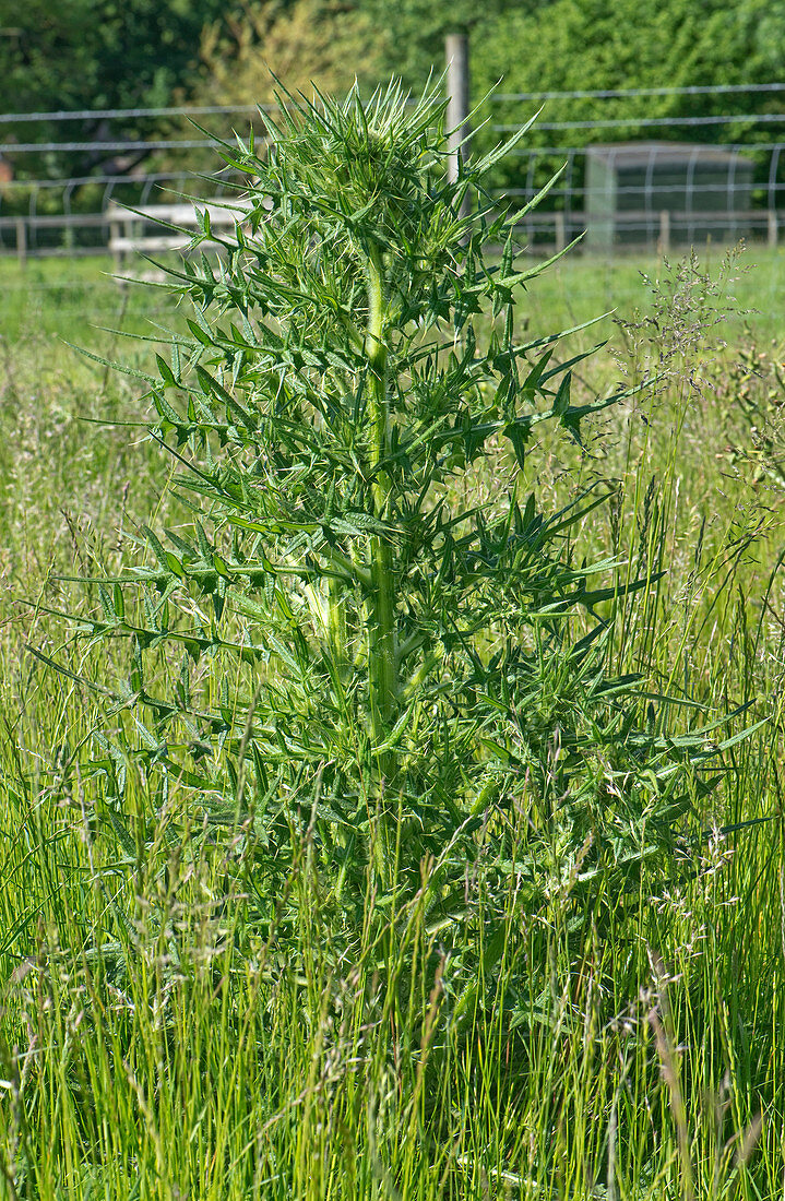 Spear thistle in pasture