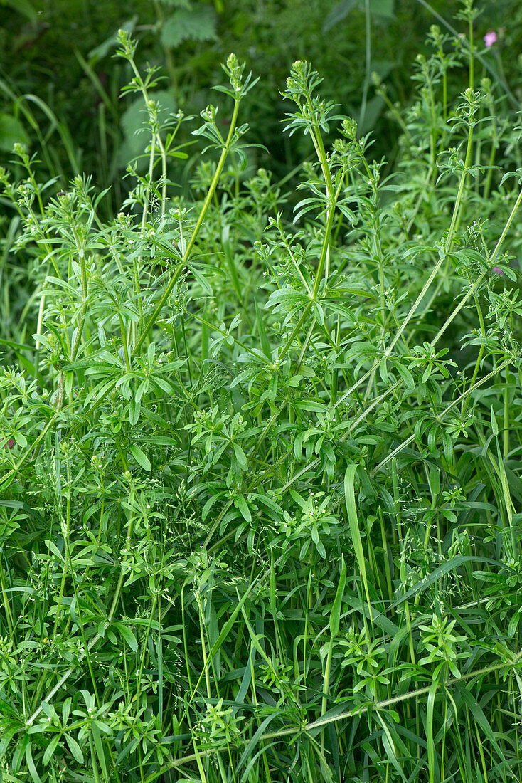 Cleavers