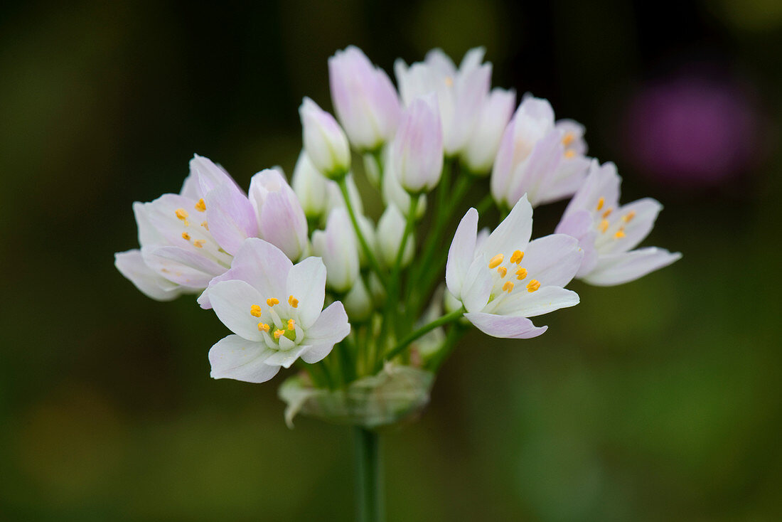 Allium roseum