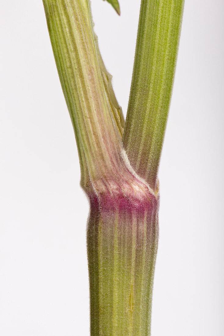 Cow parsley stem node