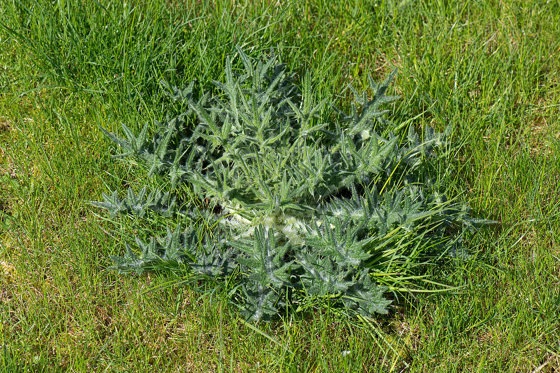 Spear thistle in a lawn