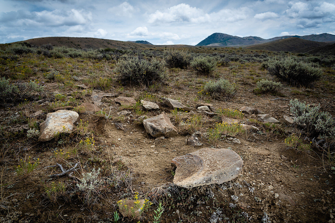 Cretaceous Ammonite Fossils