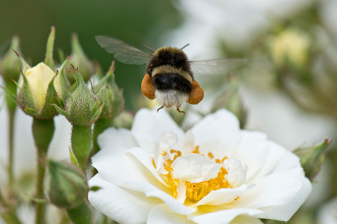 White-tailed bumblebee