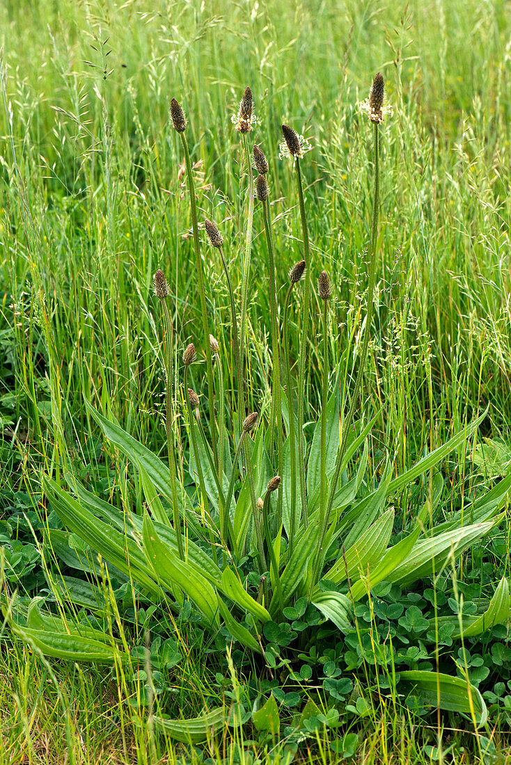 Ribwort plantain