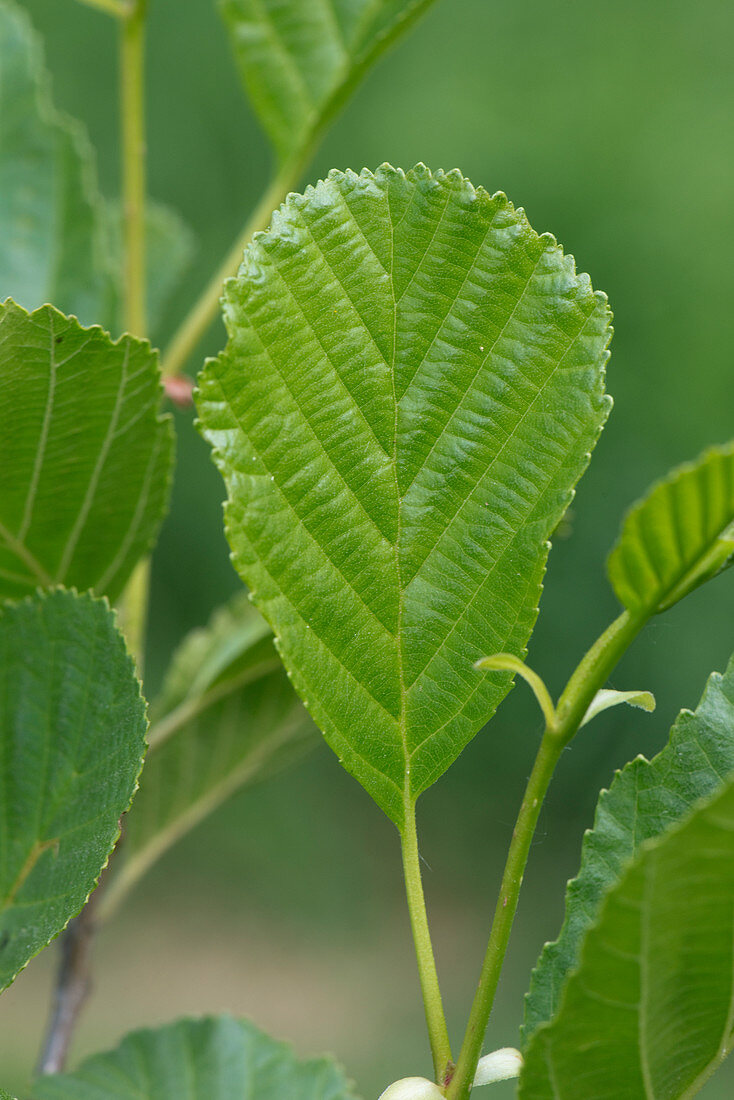 Young alder leaves