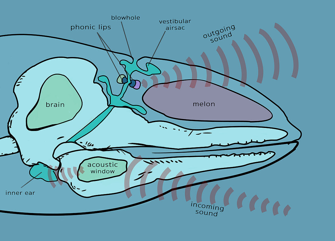 Inner Anatomy of a Porpoise