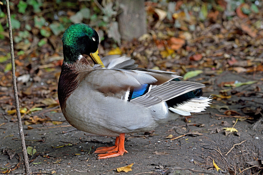 A male Mallard in breeding plumage
