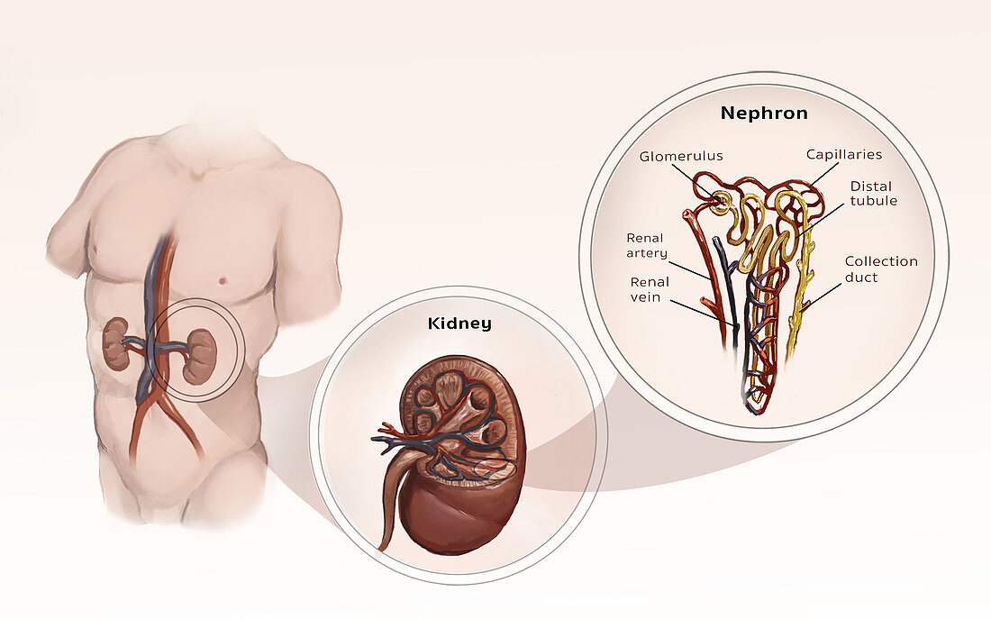 Nephron, Kidney, Illustration