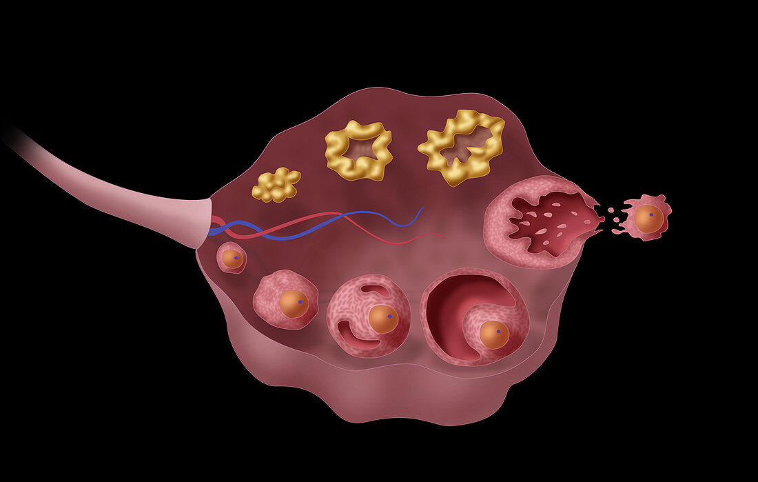 Ovarian Follicles, Illustration