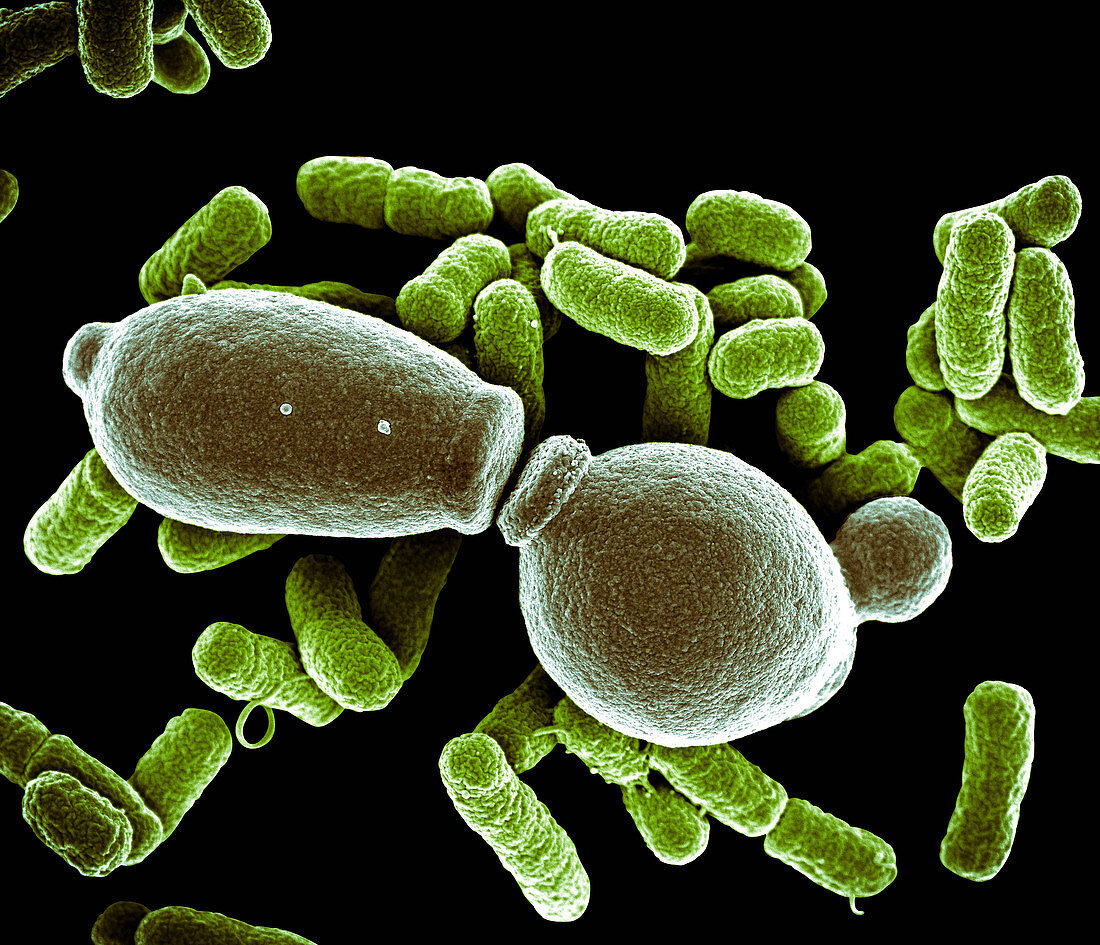 E. coli and Candida albicans, SEM
