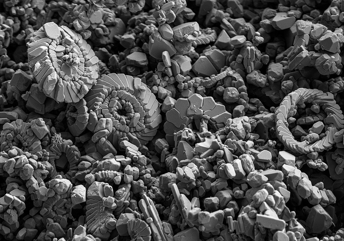 Calcareous Phytoplankton Fossil, SEM