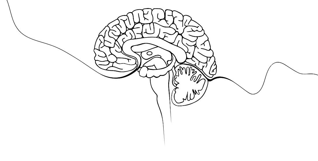 Brain, Conceptual Illustration
