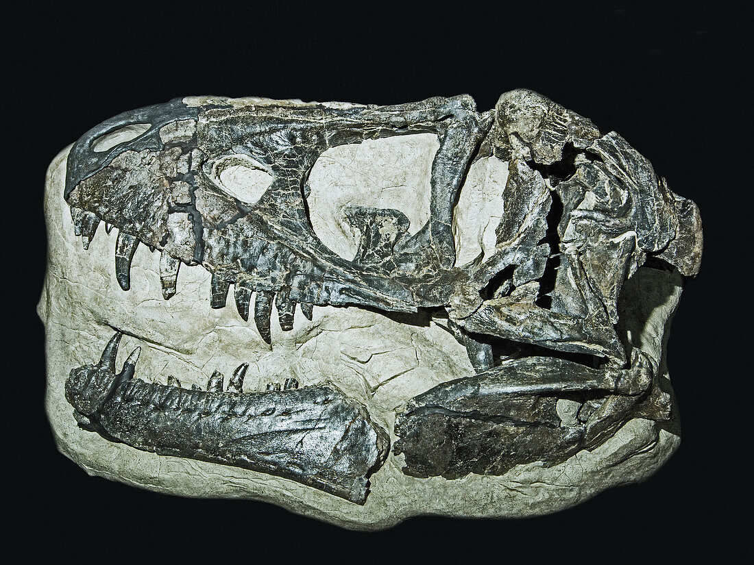 Daspletosaurus horneri dinosaur skull