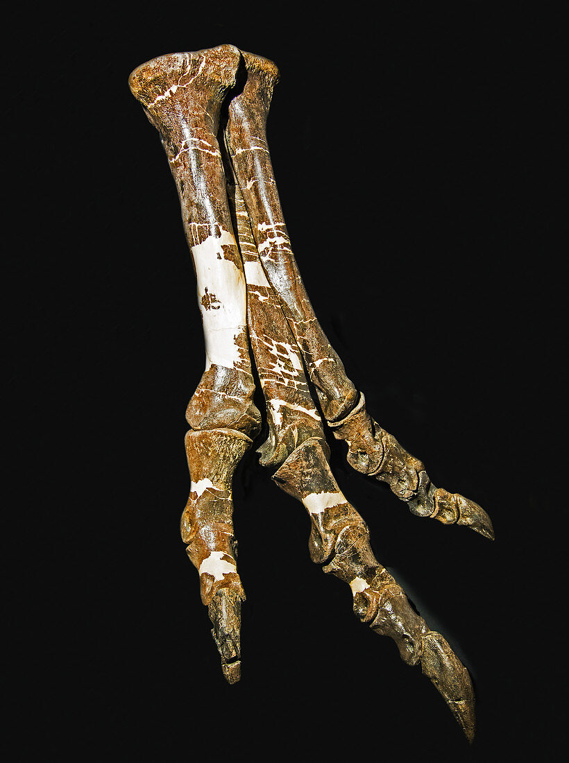 Daspletosaurus left hind foot