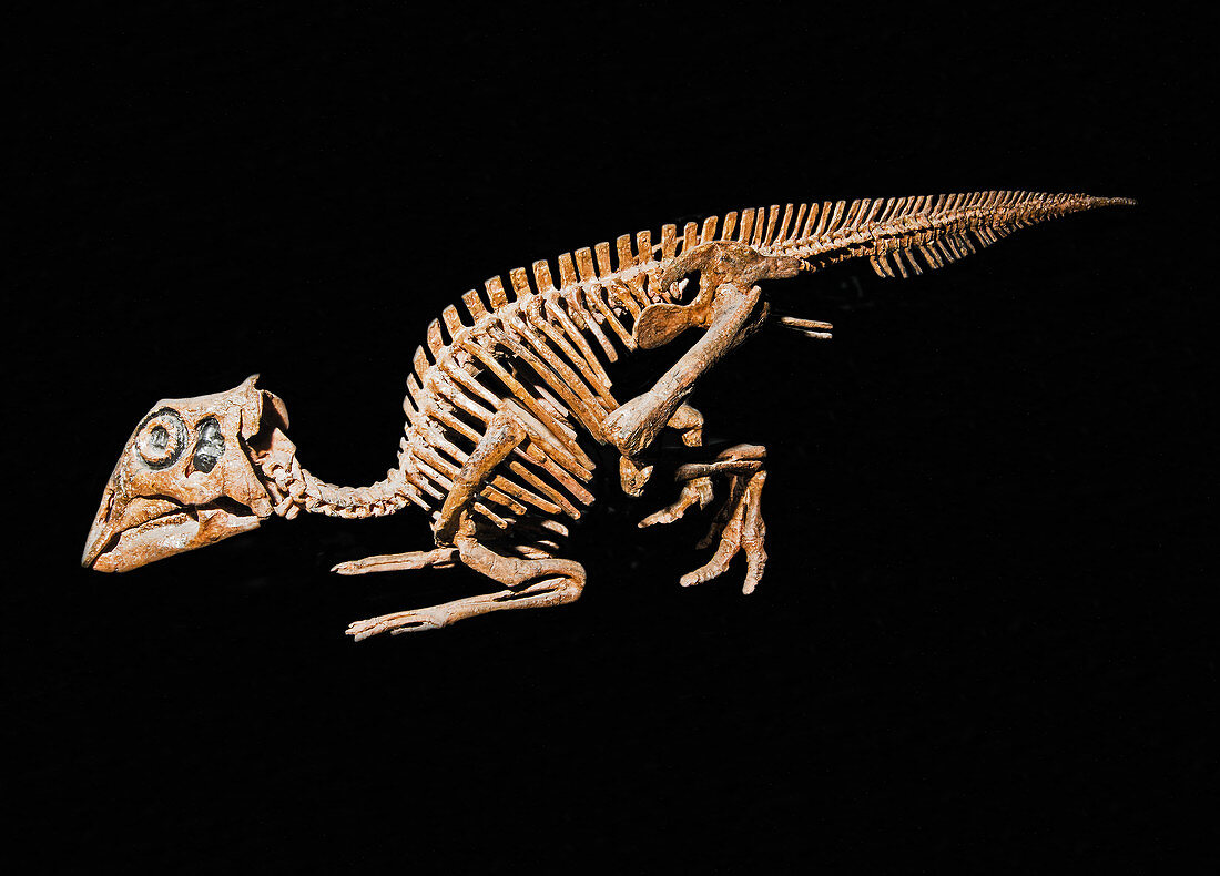 Maiasaura dinosaur, nestling