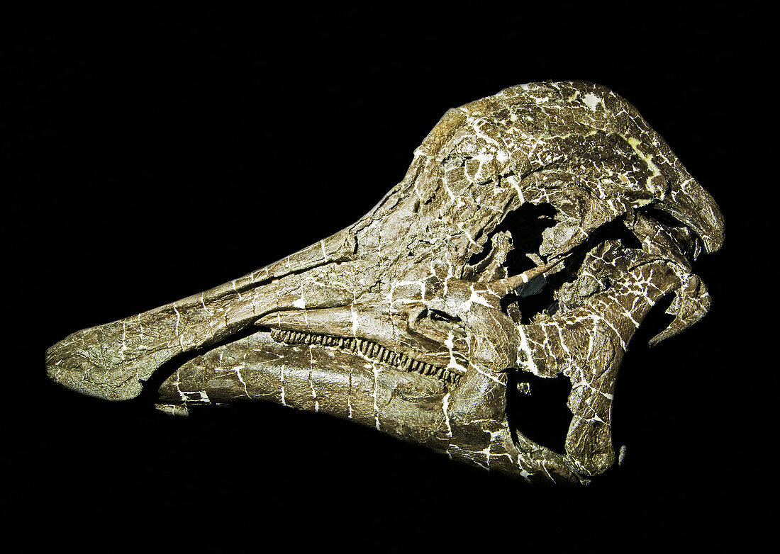 Hypacrosaurus stebinger dinosaur, mature adult skull