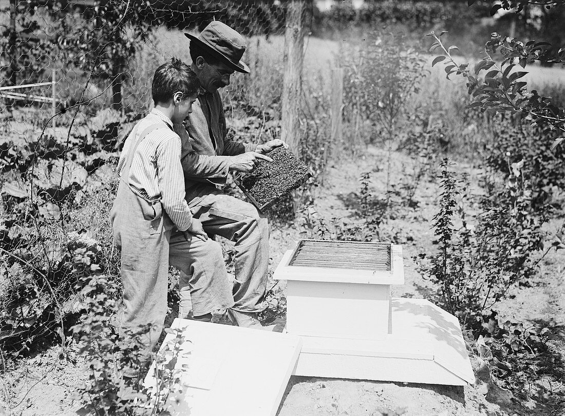 Father and Son Beekeepers, Lewis Hine, 1914
