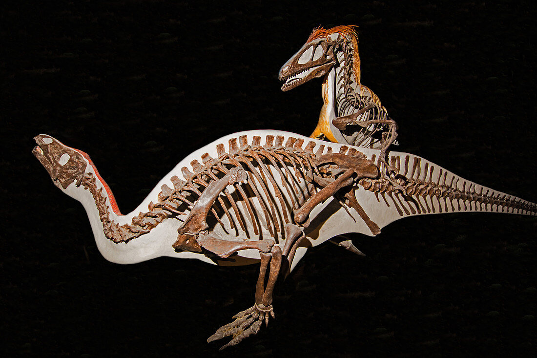 Deinonychus and Tenontosaurus Dinosaurs