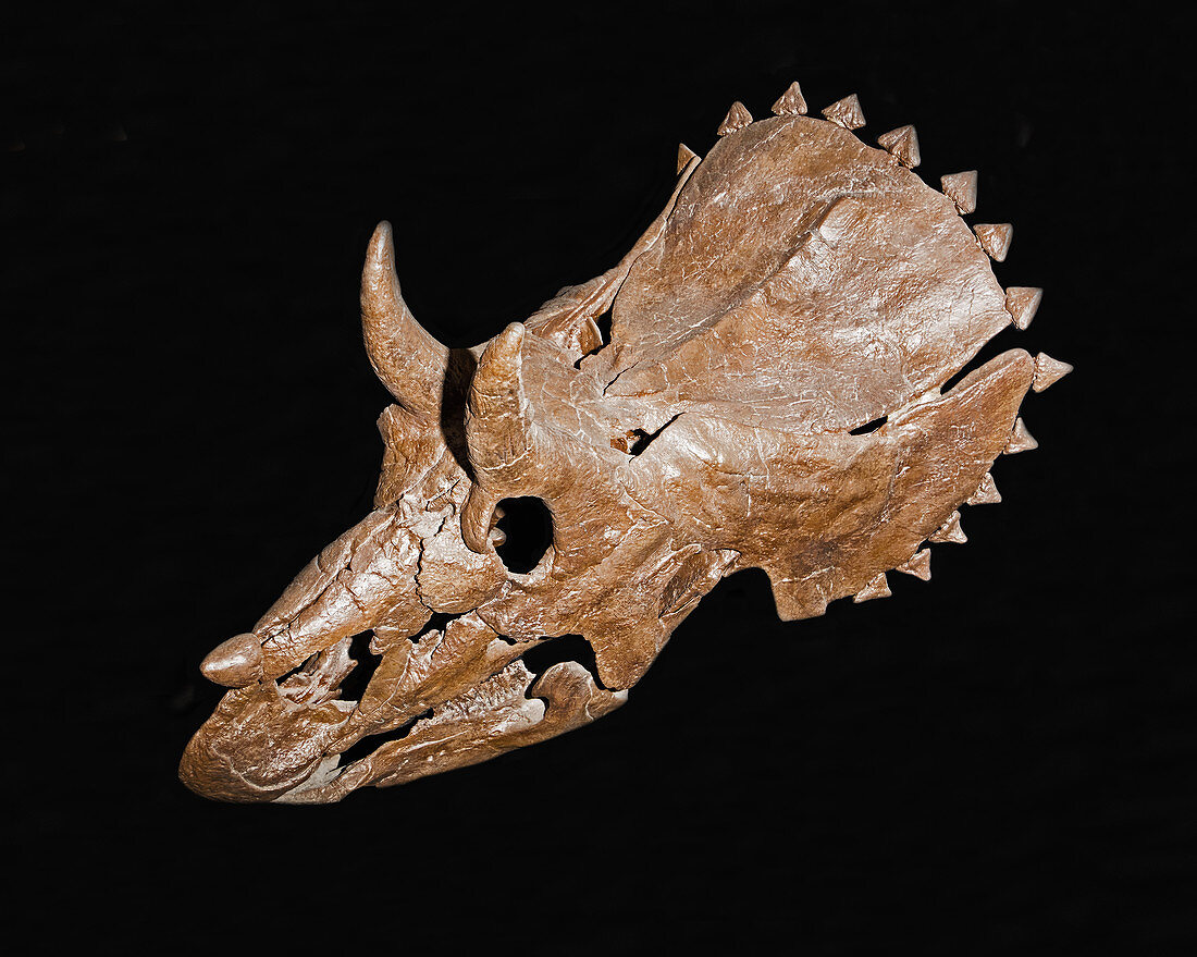 Skull of a juvenile Triceratops