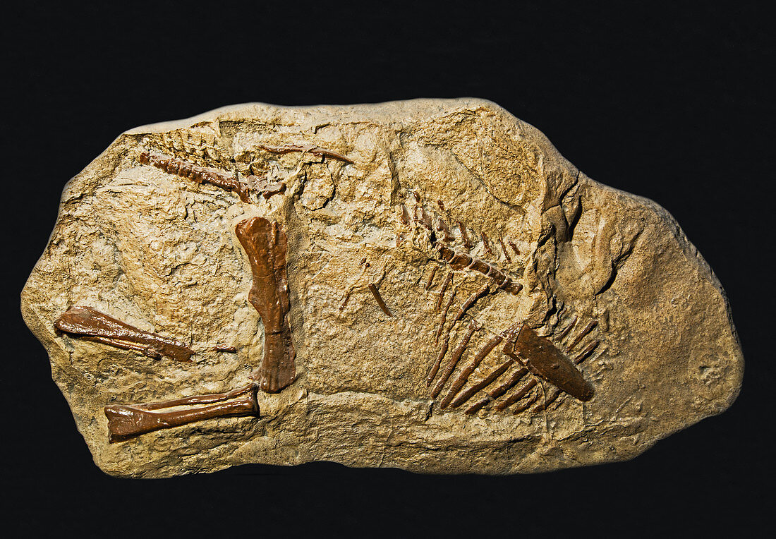 Edmontosaurus baby skeleton fossil