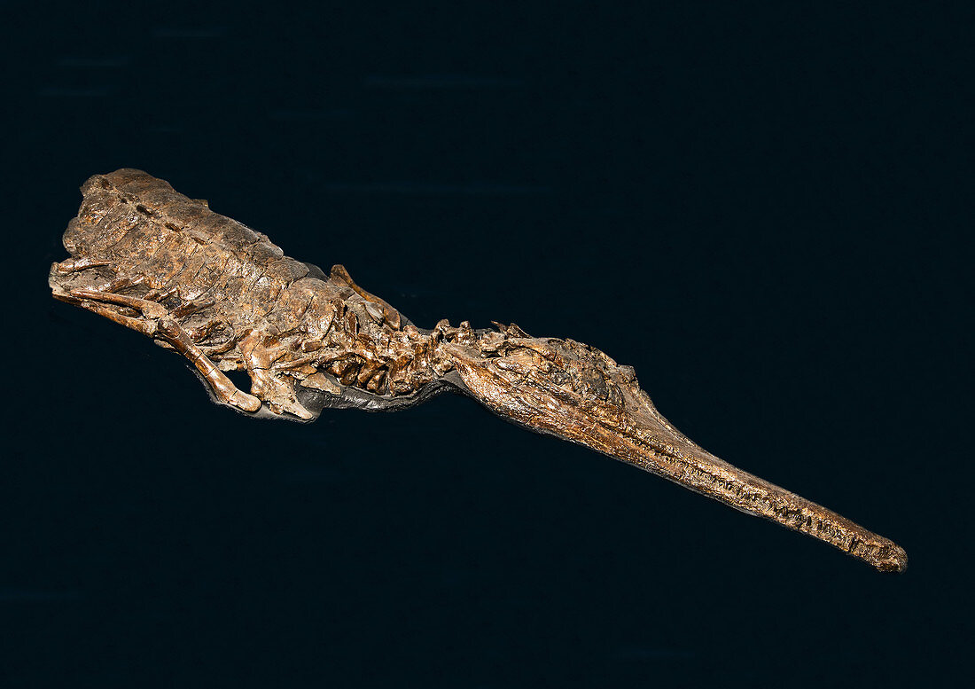 Fossil of marine crocodile Terminonaris robusta