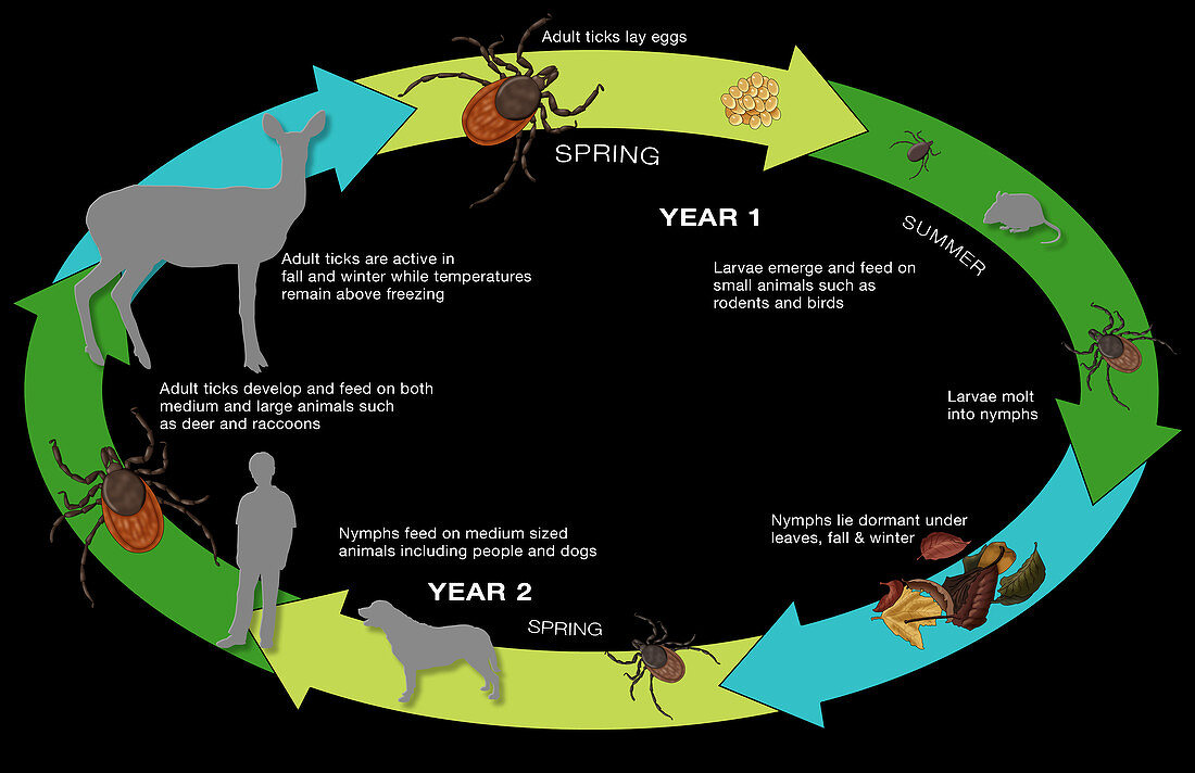 Life Cycle of the Black-legged Tick, Illustration