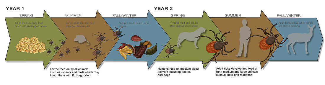 Life Stages of the Black-legged Tick, Illustration