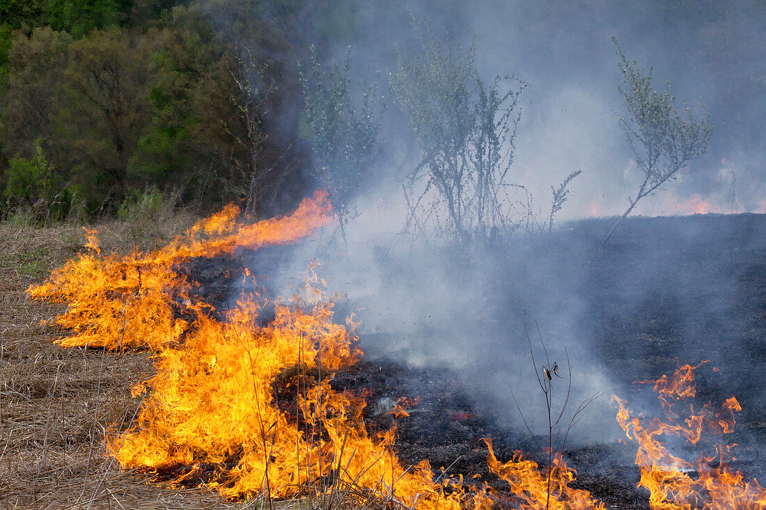 Prescribed Burn