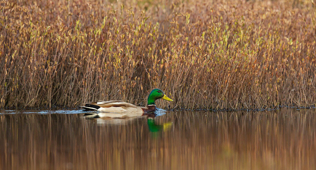 Drake Mallard