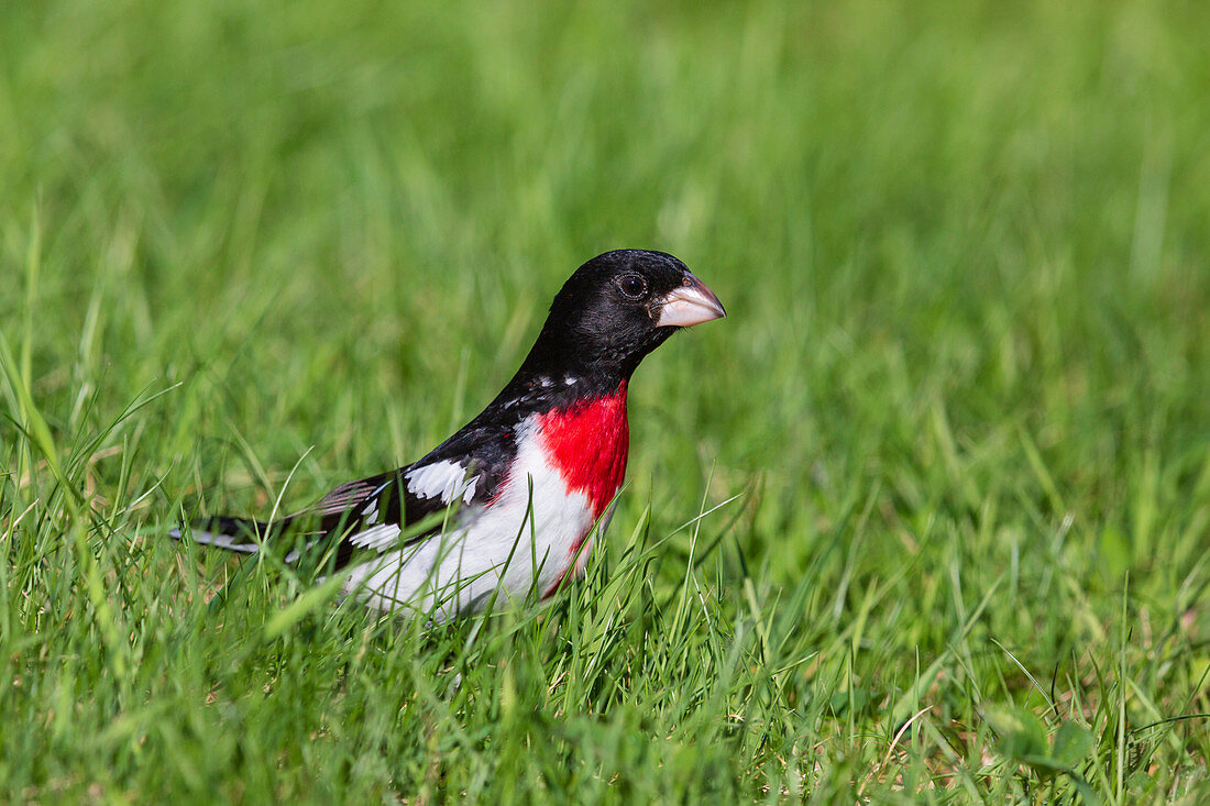 Rose-breasted grosbeak, male