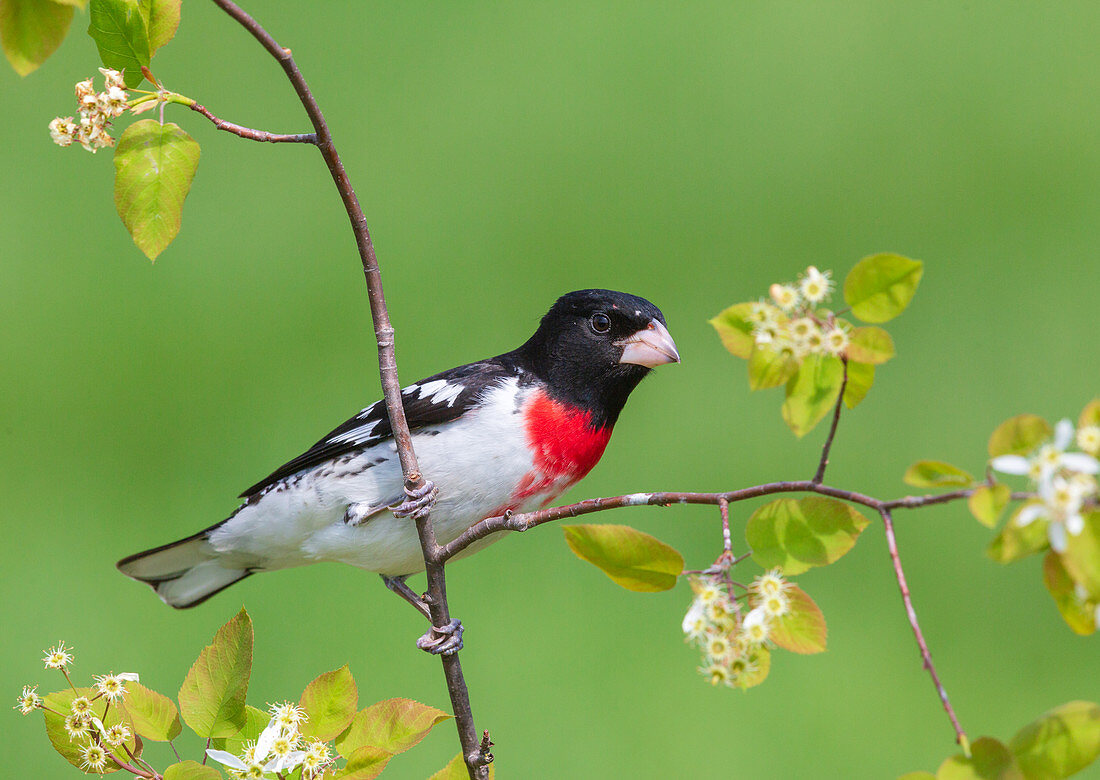 Rose-breasted grosbeak, male