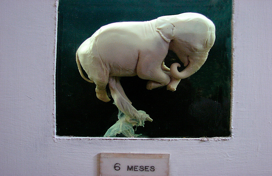 Elephant foetus, six months
