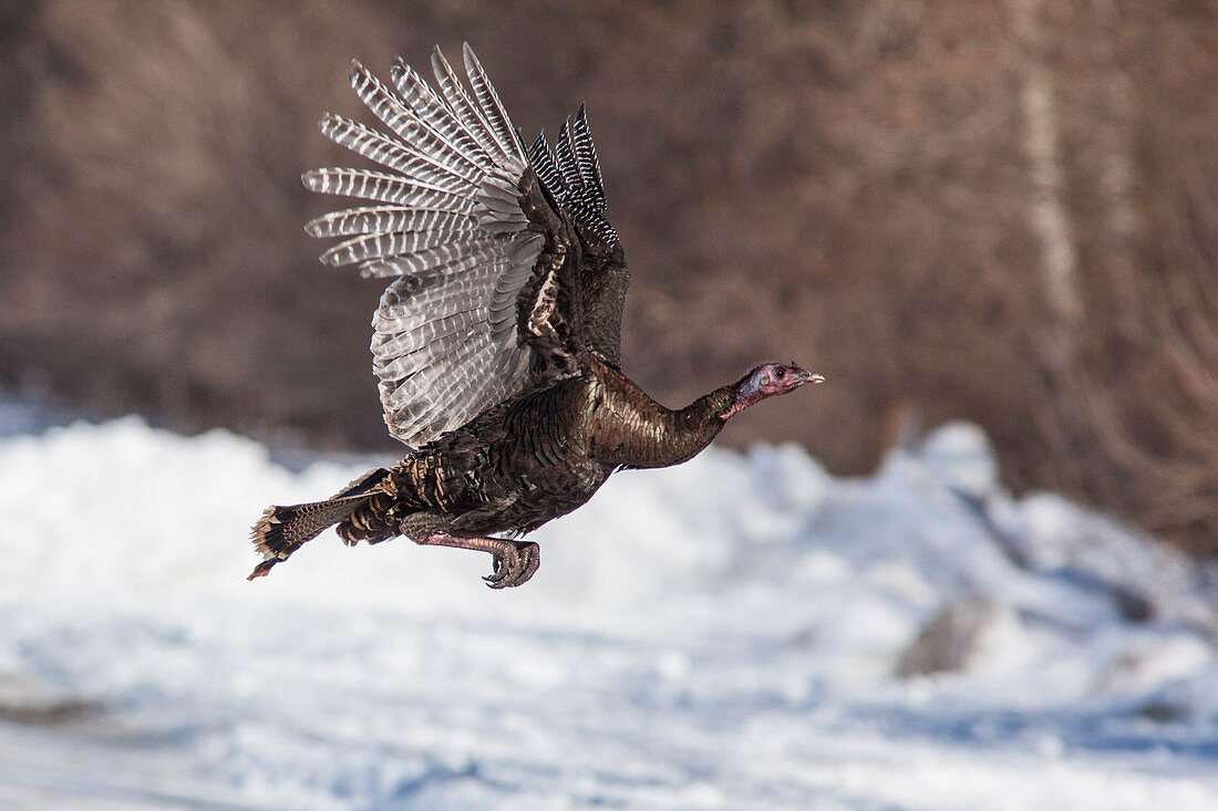 Wild Turkey in Flight