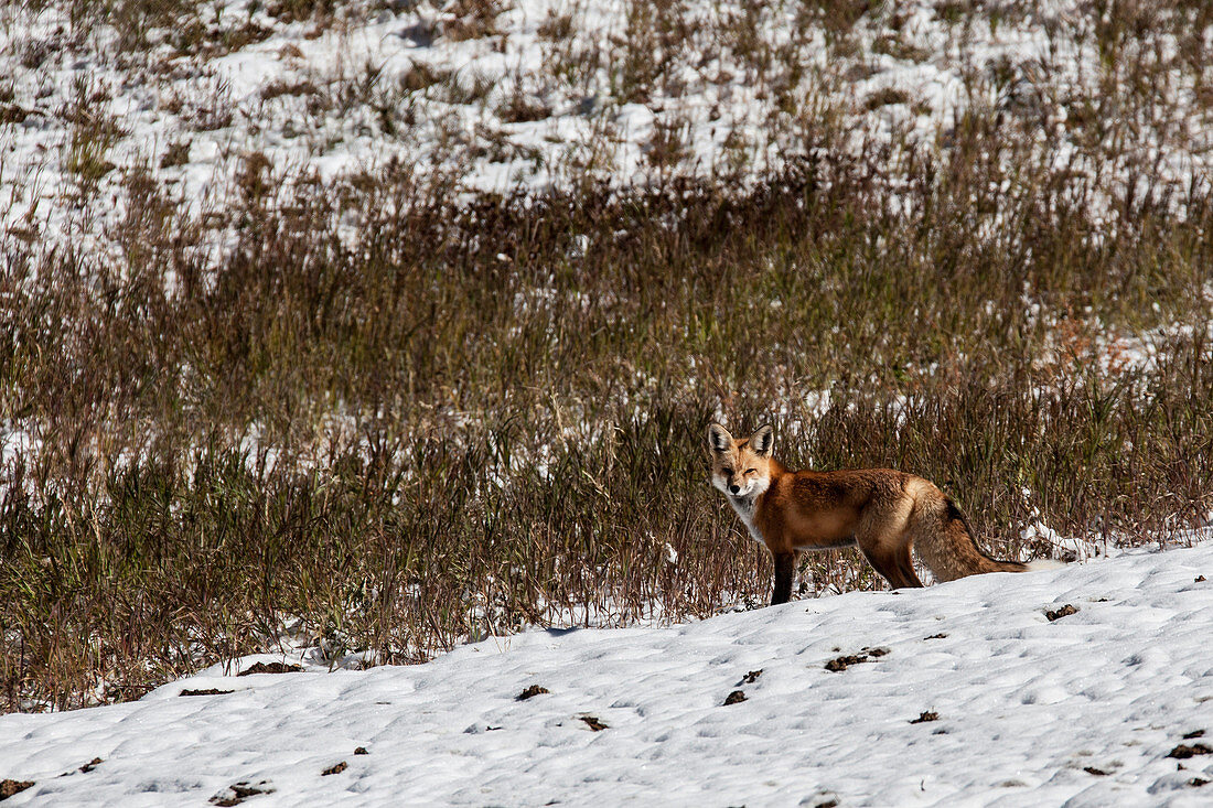 Red Fox