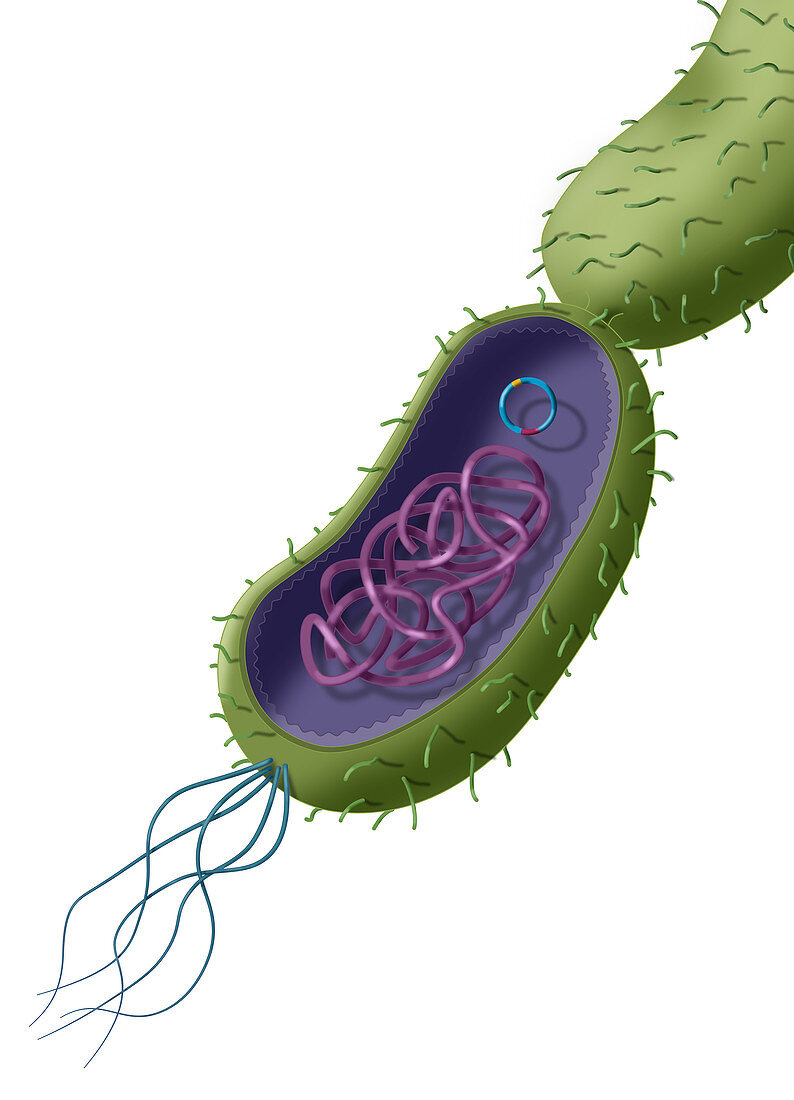 Antibiotic Resistance, Illustration