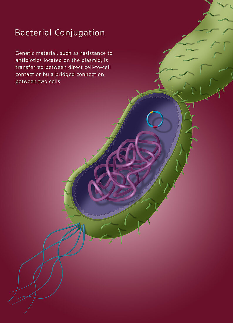 Antibiotic Resistance, Illustration
